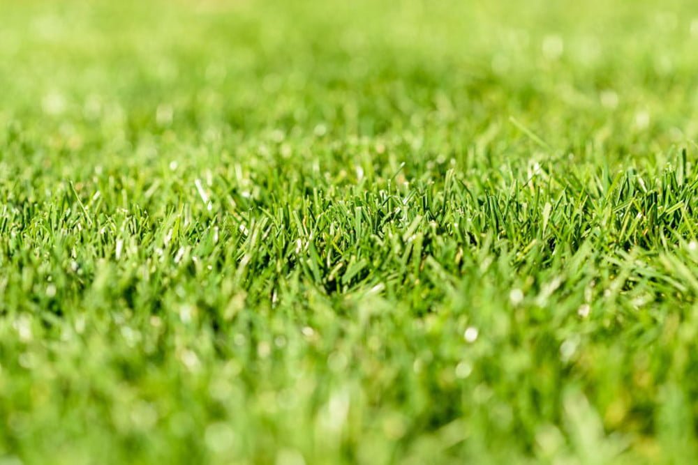 Découvrez nos 3 variétés de gazon naturel en rouleau Aix Gazon